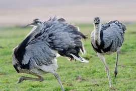 Những ông bố diệt dục, nhịn ăn vì con