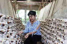 Giám đốc ngân hàng bỏ lương trăm triệu, trồng rau thu 2 tỷ/tháng