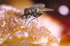 Khi ruồi đã nhúng chân vào thức ăn, hậu hoạ sẽ rất khó lường