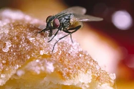 Khi ruồi đã nhúng chân vào thức ăn, hậu hoạ sẽ rất khó lường
