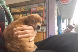 Thực hư chuyện chủ quán cafe kêu gọi tìm chó cưng bị khách "cầm nhầm"