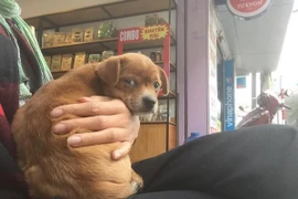 Thực hư chuyện chủ quán cafe kêu gọi tìm chó cưng bị khách "cầm nhầm"