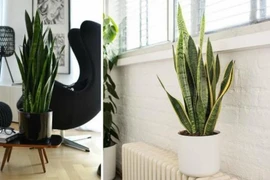Nên trồng loại cây này trong nhà để hấp thụ hơn 100 loại độc tố