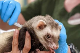 Vườn thú Mỹ tiêm vaccine Covid-19 cho hổ, gấu, chồn