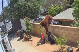 Gấu đột nhập vào nhà, cô gái lao ra làm 1 việc khiến con vật hoảng hốt