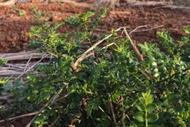 Thứ mọc hoang bờ bụi bỗng 'lên đời', có người kiếm tiền tỷ