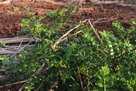 Thứ mọc hoang bờ bụi bỗng 'lên đời', có người kiếm tiền tỷ