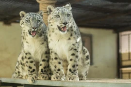 Báo tuyết lang thang trên thảo nguyên Nội Mông