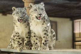 Báo tuyết lang thang trên thảo nguyên Nội Mông