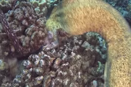 Video: Cá chình điện hung dữ xé toang đầu bạch tuộc