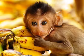 Khỉ hoang "đại náo" khu dân cư ở Hà Nội