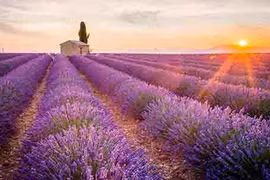 Vẻ đẹp kiêu kì của loài hoa đệ nhất chung thủy