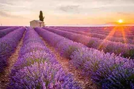 Vẻ đẹp kiêu kì của loài hoa đệ nhất chung thủy