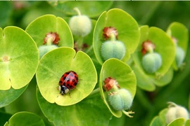 Những động vật dễ thương là “quái thú” ăn thịt đồng loại