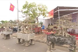 Video: Cận cảnh bộ cây cảnh tam đa có giá 30 tỷ