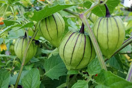 Quả dại giá 700.000 đồng/kg dân Việt xôn xao trồng thế nào?