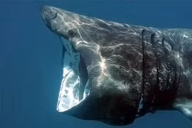 Những đặc điểm của loài cá mập khổng lồ có thân hình kỳ dị