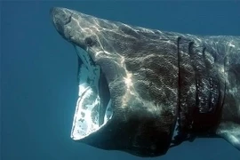 Những đặc điểm của loài cá mập khổng lồ có thân hình kỳ dị