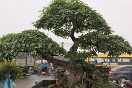 Vườn cây cảnh tiền tỷ, không muốn bán cho ai của đại gia Hưng Yên