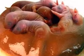 Những món ăn kinh dị nhất lịch sử do Từ Hy Thái Hậu nghĩ ra