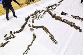 Phát hiện hóa thạch xương khủng long lớn chưa từng thấy