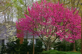 Trồng cây hạnh phúc cho vườn nhà rực rỡ sắc hoa