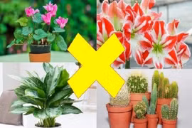 Loại cây khiến thần Tài cáu giận bỏ đi, hung tinh được đà quấy phá