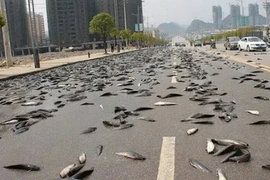 Vì sao có những cơn mưa trút cá, nhện, bò ào ào xuống đất?