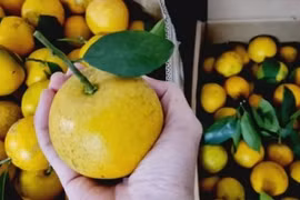 Bí quyết giúp chị em chọn được những quả cam ngon ngọt nhất