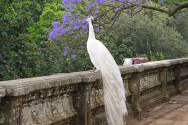 Nữ công nhân vay 100 triệu đồng để mua đôi bạch khổng tước về ngắm