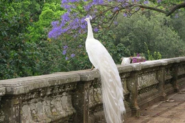 Nữ công nhân vay 100 triệu đồng để mua đôi bạch khổng tước về ngắm