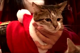 Video : Những ông già Noel mèo ở Hàn Quốc