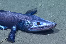 Thả robot xuống đáy biển, phát hiện "hàng tấn" sinh vật kỳ dị