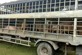 Cung đường nhập lậu thịt lợn "bẩn" giá rẻ từ Trung Quốc