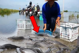 Video: Bắt cá mùa lũ, người đàn ông thu hoạch bất ngờ