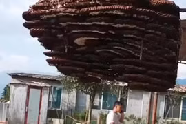 Video: Cận cảnh tổ ong siêu to khổng lồ