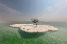 Cận cảnh loại cây đơn độc mọc giữa đảo muối của Biển Chết