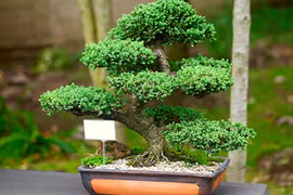 Chị em à, trồng 6 loại cây này trong nhà sẽ giúp cả nhà luôn vui vẻ