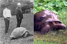 Cụ rùa khổng lồ sống qua 3 thế kỷ