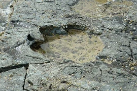 Phát hiện dấu chân khủng long hiếm cách đây 170 triệu năm