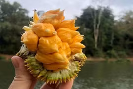 Săn lùng mít lạ giá hàng trăm ngàn/kg, ngày bán vài tạ cũng hết