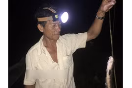 Video: Cần thủ hé lộ tuyệt chiêu câu cá lóc đồng bằng mồi nhái nhàn tênh