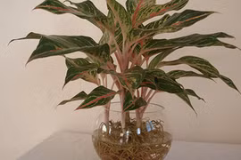 Tết này trồng cây phú quý trong nhà, tai ương đều được hóa giải