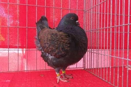 Ngắm những chú chim bồ câu giá trăm triệu "khoe dáng"