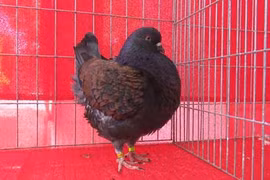 Ngắm những chú chim bồ câu giá trăm triệu "khoe dáng"