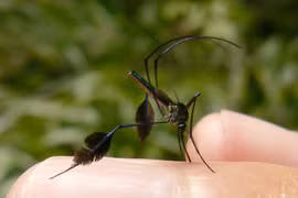 Loài muỗi "xinh đẹp" nhất thế giới khiến nhiều người săn đón