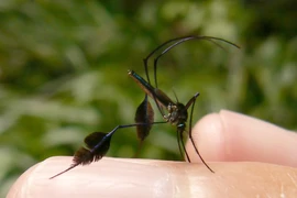 Loài muỗi "xinh đẹp" nhất thế giới khiến nhiều người săn đón