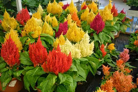 Cách trồng hoa mào gà vừa làm cảnh vừa làm thuốc