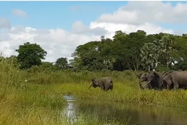 Video: Cá sấu khổng lồ săn voi và cái kết bất ngờ