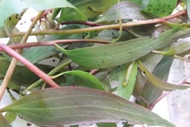 Sóc Trăng: Sâu lạ tàn phá rừng tràm